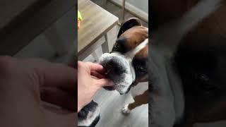 How would they know ‍♀ #viral #shorts #cute #boxer #dog #puppy #explore #funny #explorepage