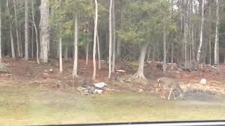 Deer enjoying dinner on a Saturday evening