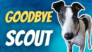 Goodbye Scout