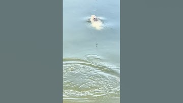 Hồ dịch vụ 50k ngày, cá câu được mang về #camr1 #camr2 #camr3 #mồicâur1 #mồicâur3