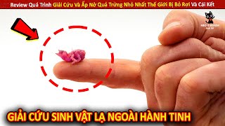 Review Quá Trình Giải Cứu Và Ấp Nở Quả Trứng Nhỏ Nhất Thế Giới Bị Bỏ Rơi Và Cái Kết