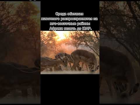 Video: Impala antilopa: karakteristike životinje