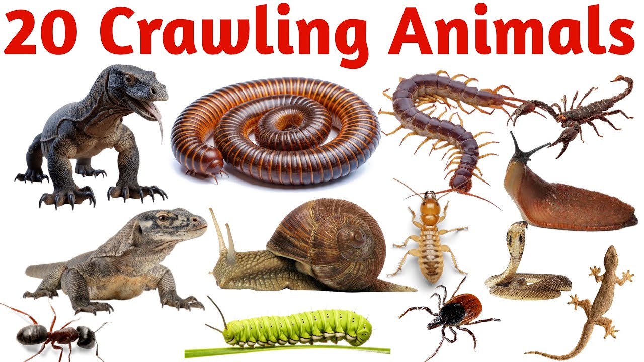 20 रेंगने वाले जानवरों के नाम | Learn 20 Crawling Animals Names for ...