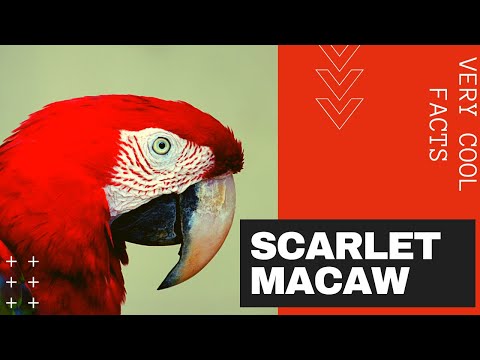 Scarlet Macaw баримтууд 🦜 Том улаан, шар, хөх, Төв ба Өмнөд Америкийн тоть