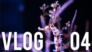 Sea Dragons Pack Hunting at Waikiki Aquarium