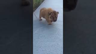 Little Simba Roaring