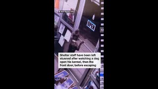Ingenious pooch escapes from shelter after opening two doors