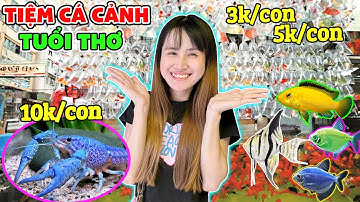Lạc Vào Tiệm Cá Cảnh Tuổi Thơ | Cá Cảnh 3k 5k 10k - Vê Vê Channel