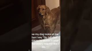 Funny Dogs Caught Doing Silly Things on Camera #funnydogs #cutedogs #puppies #doglover