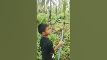 100 cara menjinakkan Kacer dan bisa untuk pikat tehnik seperti ini #shorts