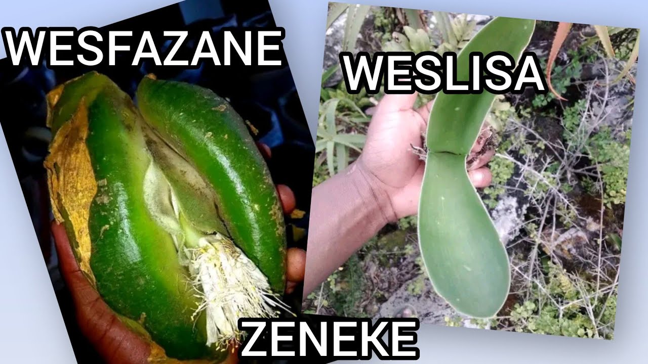 UZENEKE_BAYAZINEKA_MUSEBENZISA_LENDUKU
