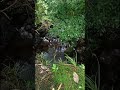 @luxvilegold||Nature's Hidden Beauty #languagelearning #birds #animals #shorts #fypシ゚viral🦅