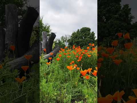 Video: Celandine Poppy Wildflowers - Այգում աճող celandine բույսեր