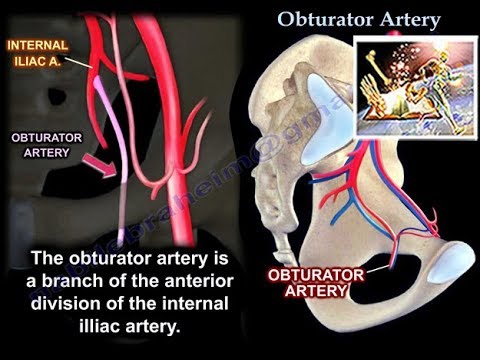 Vídeo: Obturator Artery Anatomy, Function & Diagram - Mapas Corporales