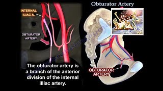 Obturator Artery - Everything You Need To Know - Dr. Nabil Ebraheim