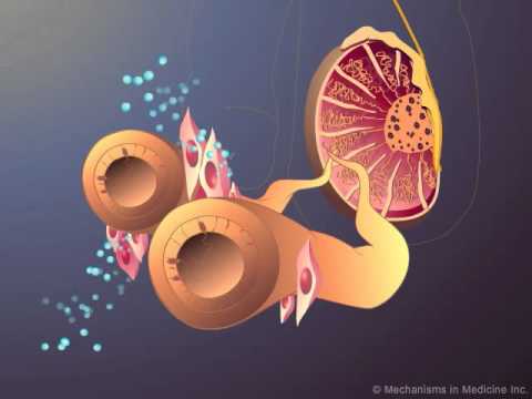 Testosterone Production