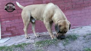 Real Boerboels - Early Morning Territory Check: Boerboel Sniffing and Patrolling