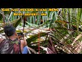 BERBURU‼️ BERBURU AYAM HUTAN DISINI BAKALAN BETAH.