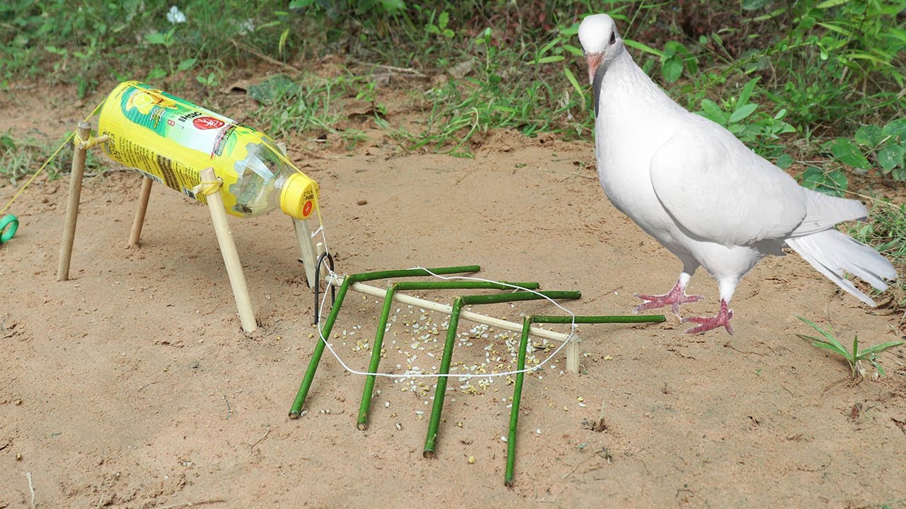 Easy Method Pigeon Trap Using Plastic Bottle & Woods - Unique Quick Bird Trap