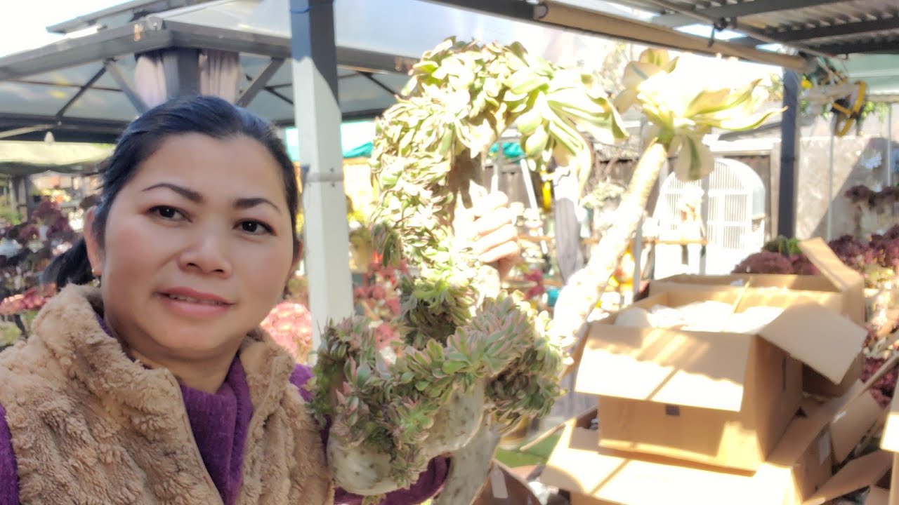 Succulent AOEUIM forsale 📞 408 834 5979  sen đá bán #2 Liênchinh 04/03/2026