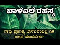 ಬಾಳೆ ಎಲೆಯಲ್ಲಿ ಅದೆಷ್ಟು ಆರೋಗ್ಯಕರ ಗುಣಗಳಿವೆ ಗೊತ್ತಾ? | Importance of Banana leaf