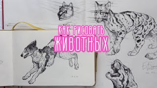 🐆как рисовать животных🐆