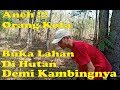 Terciduk !!! Orang Kota Buka Lahan di Hutan Demi Kambingnya