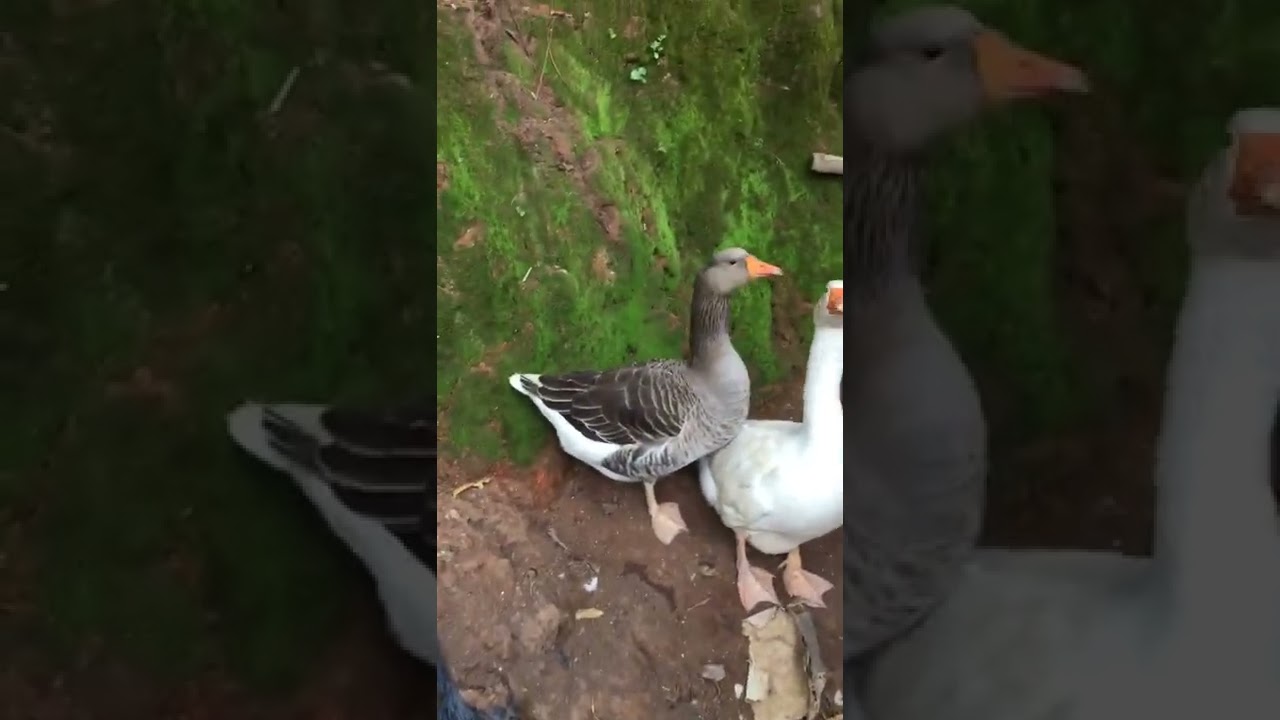 Gaint Canada Goose