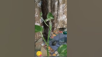 My first vlog / my 1st vlog🎉 #vlog #shorts