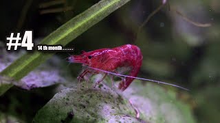 #4 Shrimp Tank - Update 14 Months - The hornwort plant thrives by Bije Aquatics 9,449 views 2 years ago 3 minutes, 45 seconds
