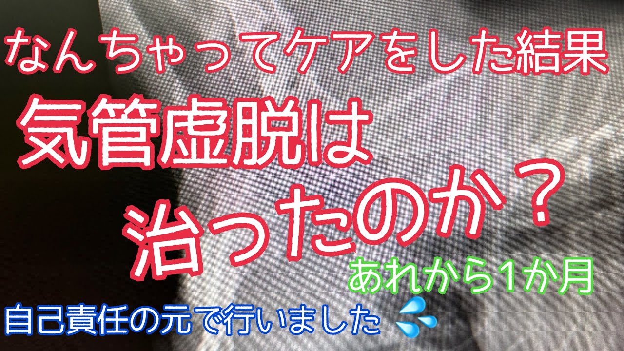 気管虚脱は治ったのか? - YouTube