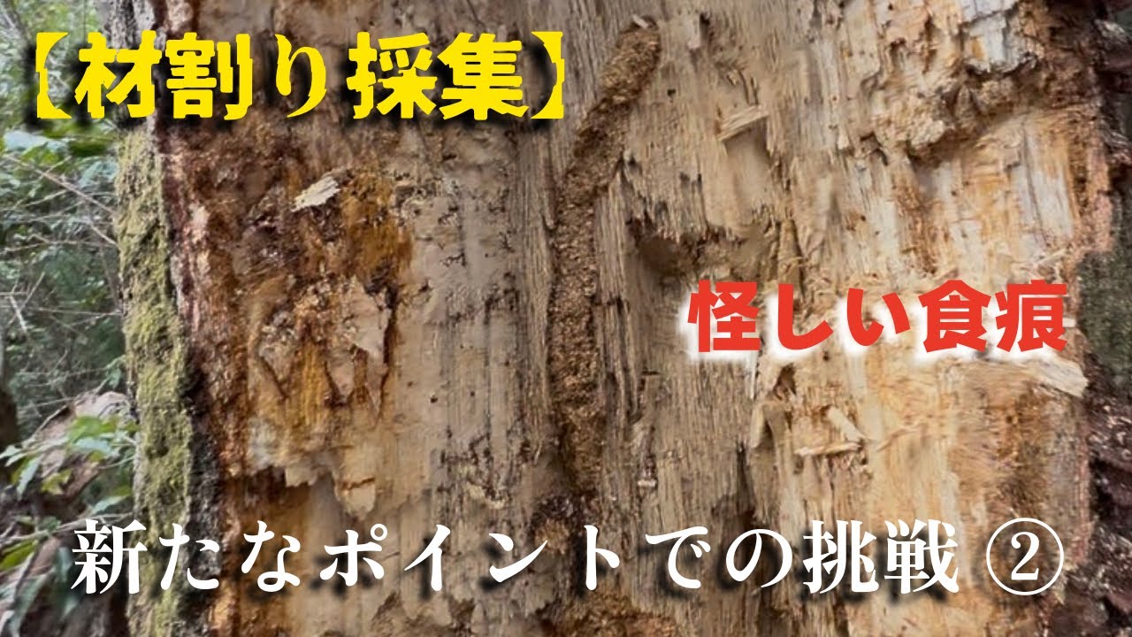 【オオクワガタ材割り採集】怪しい食痕に遭遇⁉︎ 新たなポイントでの挑戦②