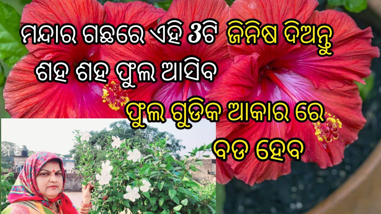ମନ୍ଦାର ଗଛରେ ଏହି 3ଟି ଜିନିଷ ଦିଅନ୍ତୁ ଶହ ଶହ ଫୁଲ ଆସିବ /ଫୁଲ ଗୁଡିକ ଆକାରରେ ବଡ଼ ହେବ #Hibiscus plant care