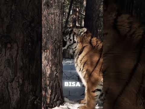 The Last Giants of the Snow Forest animals