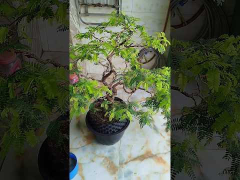 Cây Me Bonsai Trồng Hạt Tạo Dáng Từ Nhỏ #bonsai #caycanh #shorts
