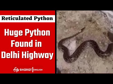 Reticulated Python on Delhi highway causes huge traffic jam | Uttarakhand | Python Viral Video