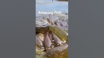 Survive fish in riverside #funny #comedy#trending #memes