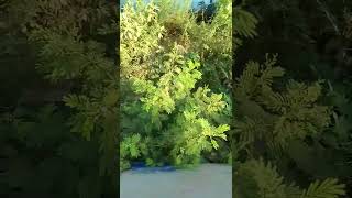 #lion #video 🦁 #attack #violence #popular #comment #like #reels #subscribe #share #trending #viral 🦁