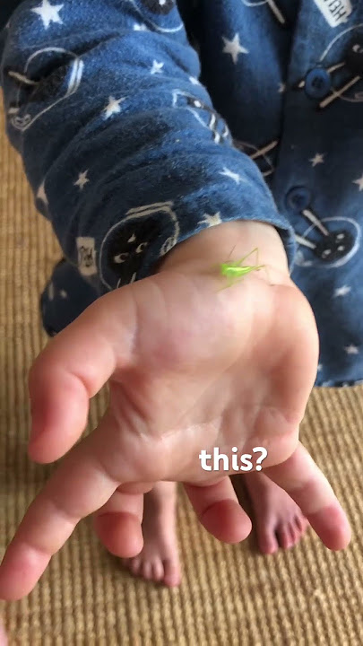 What is this Wise Ones?