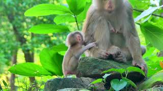monkeytalk 2024
