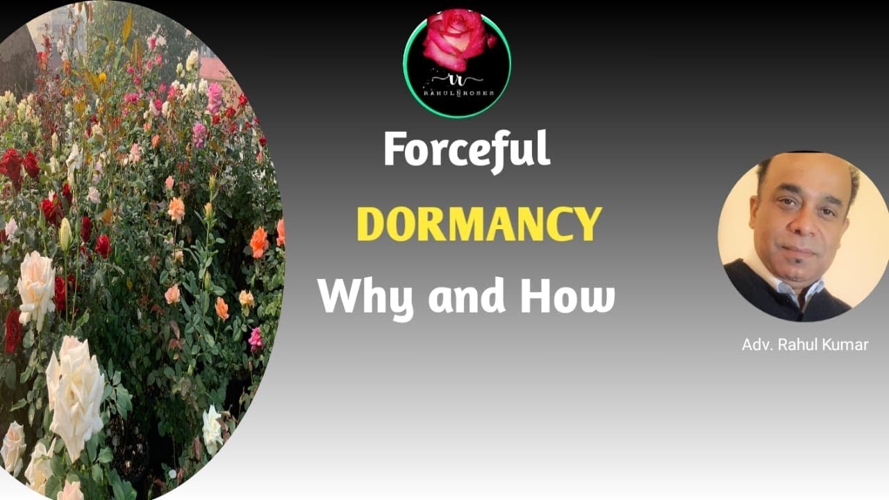 प्रुणिंग से पहले फोर्सफुल डोरमेंसी ज़रूरी है-क्यों और कैसे?/ Forceful Dormancy Why And How In Roses