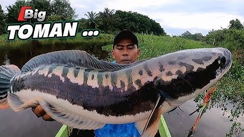 MANCING IKAN TOMAN SETELAH BANJIR TOMAN MONSTER MENUNGGU‼️BIG FISH