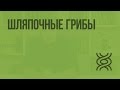 Шляпочные грибы. Видеоурок по биологии 5 класс