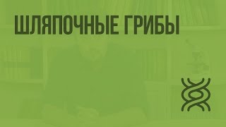 Шляпочные грибы. Видеоурок по биологии 5 класс