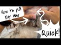 When To Pluck Ear Hair And How | Wittle Havanese