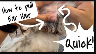 When To Pluck Ear Hair And How | Wittle Havanese
