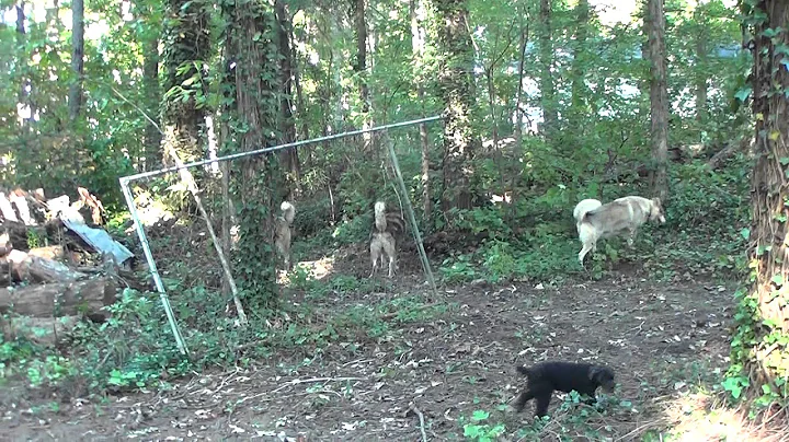 Selene and the Other Dogs in Their Pickens Home
