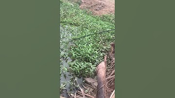 Câu cá lóc bằng vịt