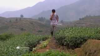 Chine - La culture du thé