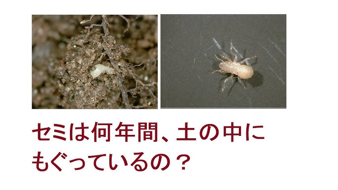 セミが幼虫から成虫になる奇跡の瞬間 Youtube